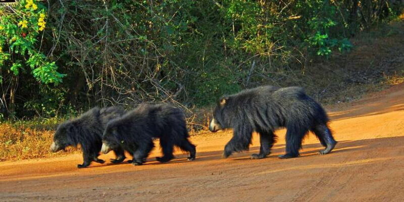 From Bentota: Full-Day Yala National Park Safari Tour - Whats Included and Whats Not