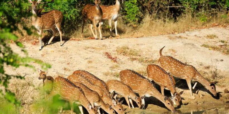 From Bentota: Full-Day Yala National Park Safari Tour - Practical Details