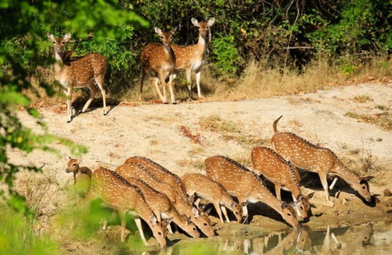 From Bentota: Full-Day Yala National Park Safari Tour - Who Should Consider This Tour?