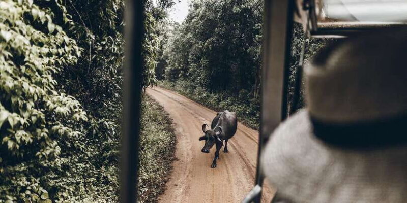 From Bentota: Full-Day Yala National Park Safari Tour - The Sum Up
