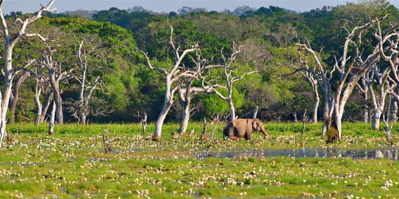 From Bentota: Full-Day Yala National Park Safari Tour - FAQ