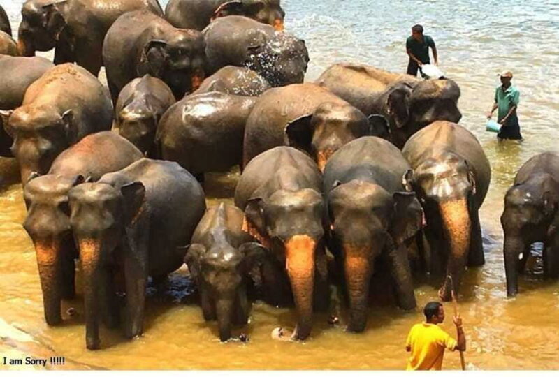From Bentota/Kalutara: Magical Journey to Kandy & Pinnawala - Who Would This Tour Suit?