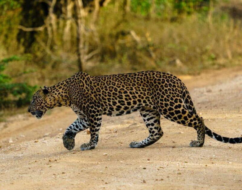 From Bentota - Yala National Park Full Day Safari Tour - Key Points