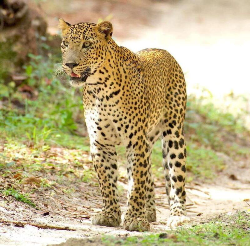 From Bentota - Yala National Park Full Day Safari Tour - An In-Depth Look at the Safari Experience