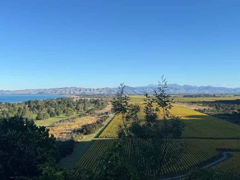 From Blenheim/Picton: Marlborough Gourmet Wine Tasting Tour - A Thorough Look at the Marlborough Gourmet Wine Tasting Tour