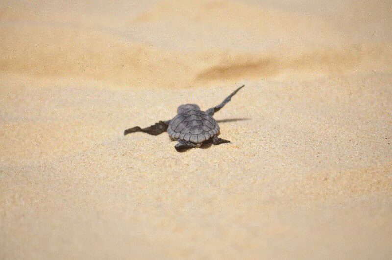 From Boa Vista: Turtle Watching and Nesting Evening Tour - FAQ