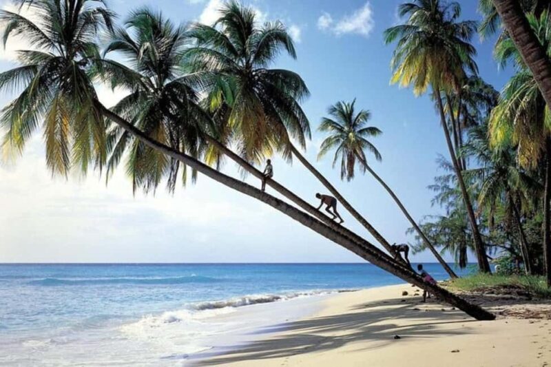 From Bridgetown: Barbados Coast To Coast Half-Day Tour - Key Points
