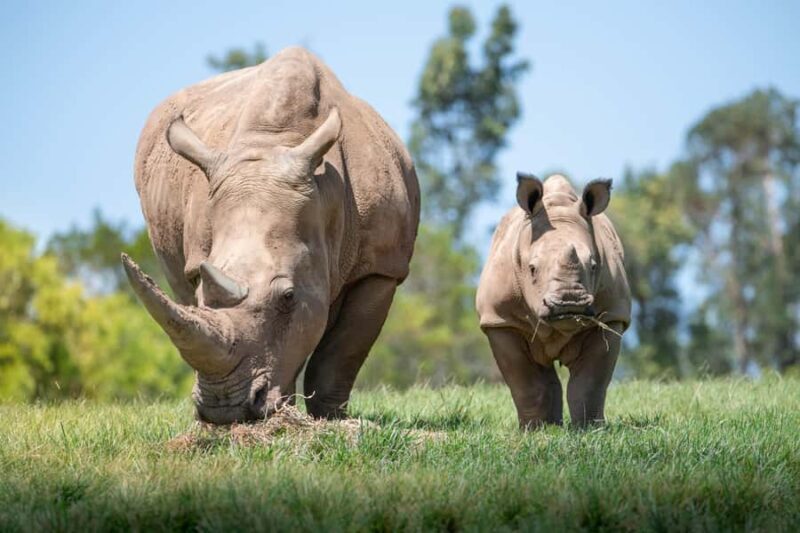 From Brisbane: Australia Zoo Transfer and Entry Ticket - An Honest Look at the Experience