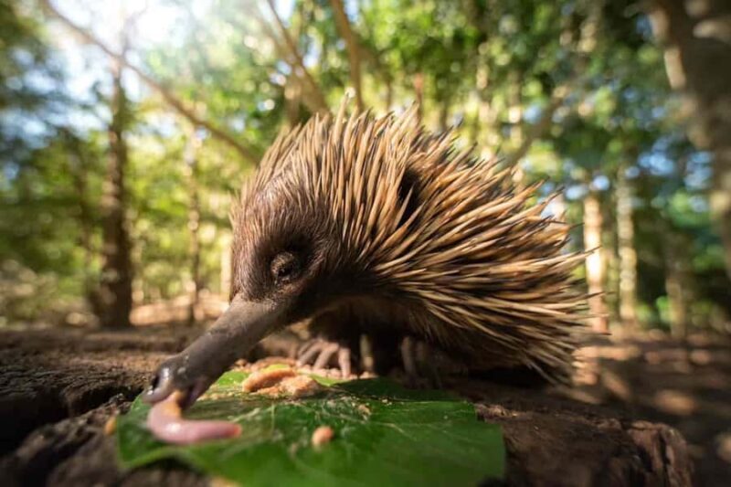 From Brisbane: Australia Zoo Transfer and Entry Ticket - Deep Dive into the Itinerary