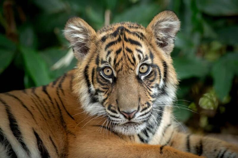 From Brisbane: Australia Zoo Transfer and Entry Ticket - Why This Tour Offers Great Value