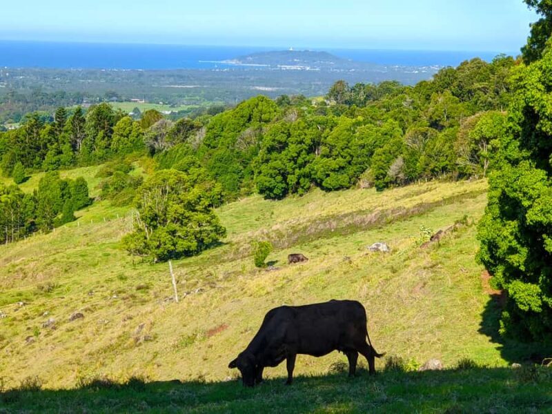 From Brisbane: Byron Bay, Bangalow, and Gold Coast Day Tour - Frequently Asked Questions