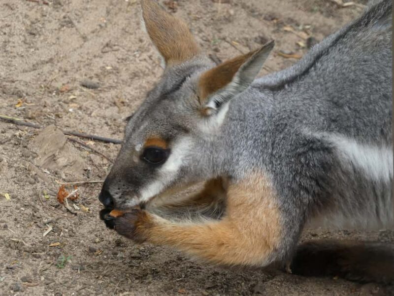 From Brisbane: Day Trip to Noosa, Glass House Mtns and Zoo - FAQ
