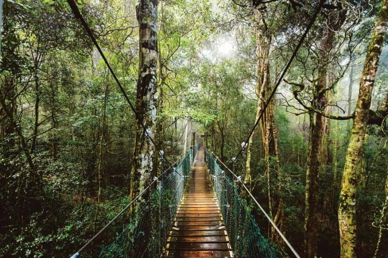 From Brisbane: Lamington National Park Rainforest Tour - The Itinerary in Detail