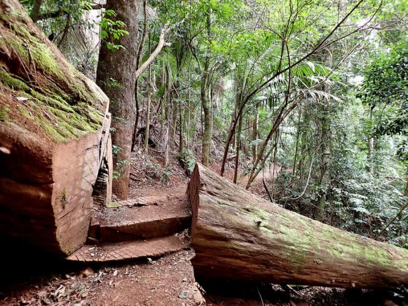 From Brisbane: Maiala Rainforest Private Tour - Key Points