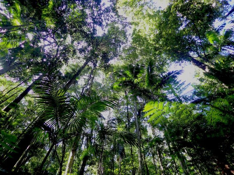 From Brisbane: Maiala Rainforest Private Tour - A Detailed Look at the Maiala Rainforest Private Tour
