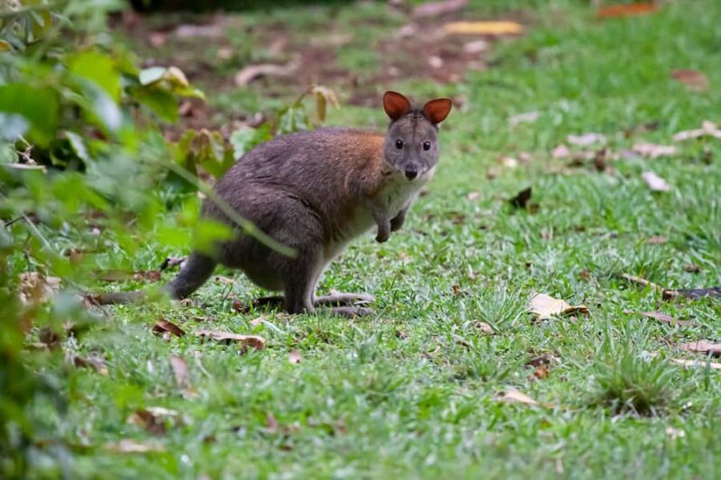 From Brisbane: Maiala Rainforest Private Tour - FAQ: Your Questions Answered