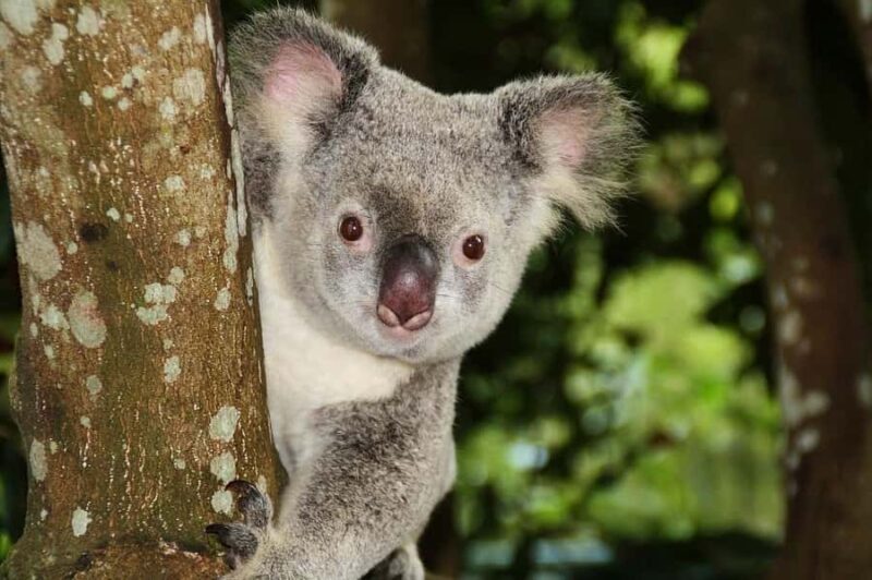 From Brisbane: Queensland Zoo and Sunshine Coast Day Trip - An Authentic and Insightful Day Trip from Brisbane