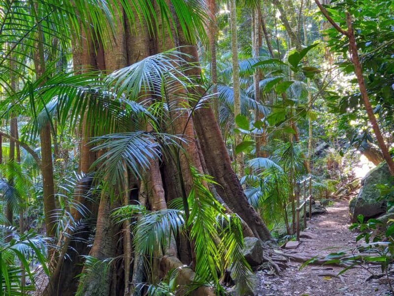 From Brisbane: Tamborine Mountain and Paradise Point Tour - Who Is This Tour Best For?