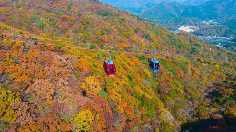 From Busan: Enchanting Oedo Island Day Tour with Windy Hill - Potential Drawbacks & Practical Tips