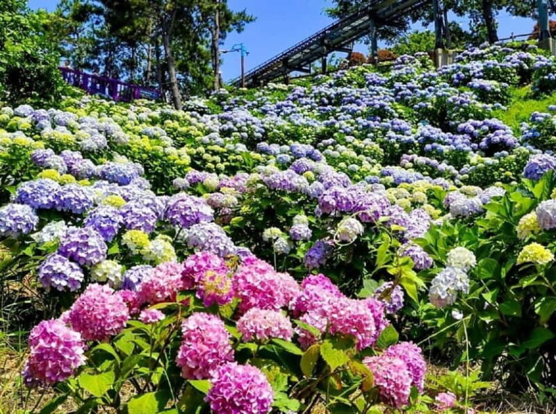 From Busan: Ulsan Full-Day Private Tour with Licensed Guide - The Sum Up