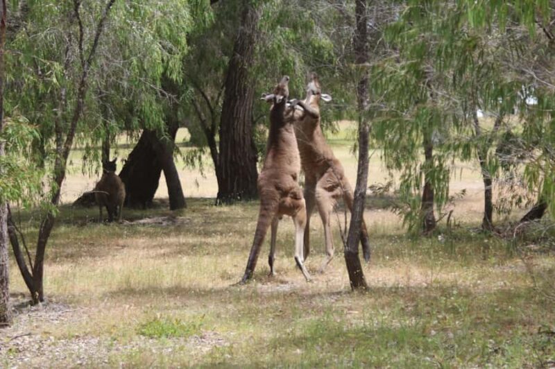 From Busselton: Half-Day Coastal and Wildlife Eco Tour - Key Points