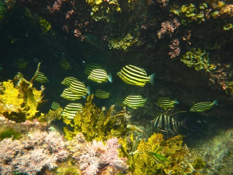 From Busselton: Half-Day Coastal and Wildlife Eco Tour - Practical Details and Tips