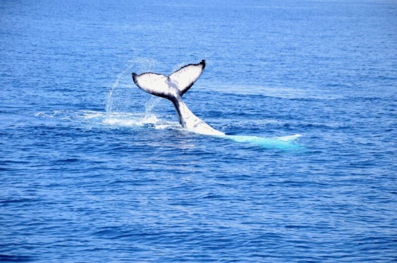 From Busselton: Half-Day Coastal and Wildlife Eco Tour - Final Thoughts: Is This Tour Right for You?