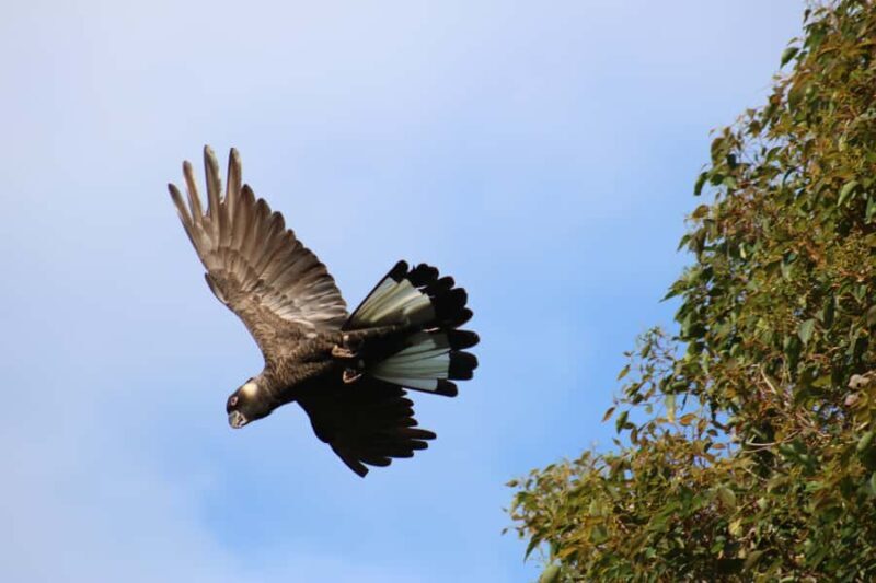 From Busselton: Half-Day Coastal and Wildlife Eco Tour - FAQs