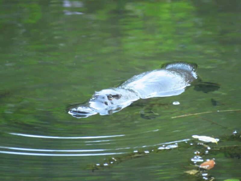 From Byron Bay: Platypus Spotting Walk - Who Will Enjoy This Tour?