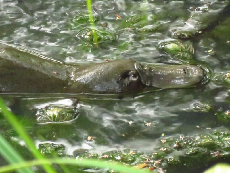 From Byron Bay: Platypus Spotting Walk - Final Thoughts