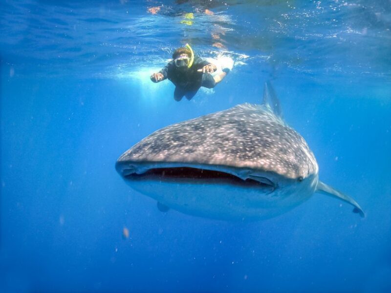 From Cabo: Snorkel with Whale Sharks in La Paz - Key Points