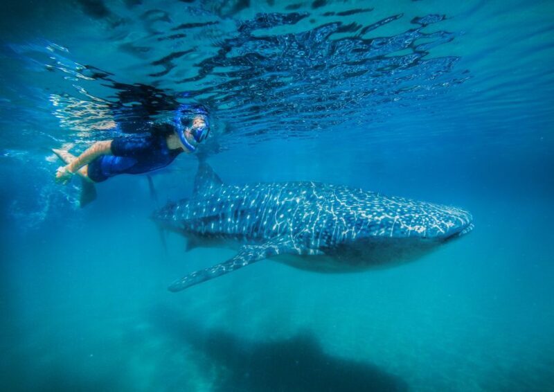 From Cabo: Snorkel with Whale Sharks in La Paz - The Itinerary and What to Expect