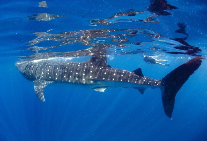From Cabo: Snorkel with Whale Sharks in La Paz - Who Should Consider This Tour?