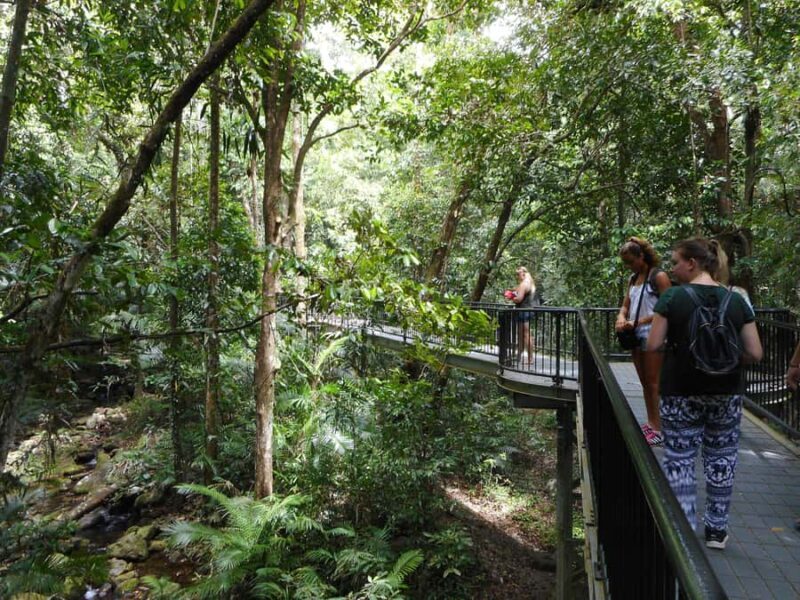 From Cairns: 2-Day Waterfall and Daintree Tour - Authentic Experiences and Traveler Feedback