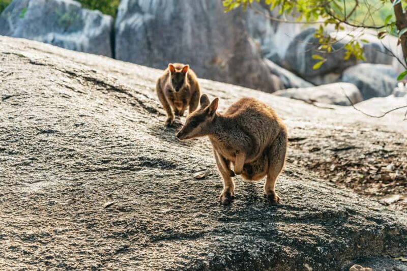 From Cairns: Chillagoe Caves and Outback Full-Day Tour - Key Points