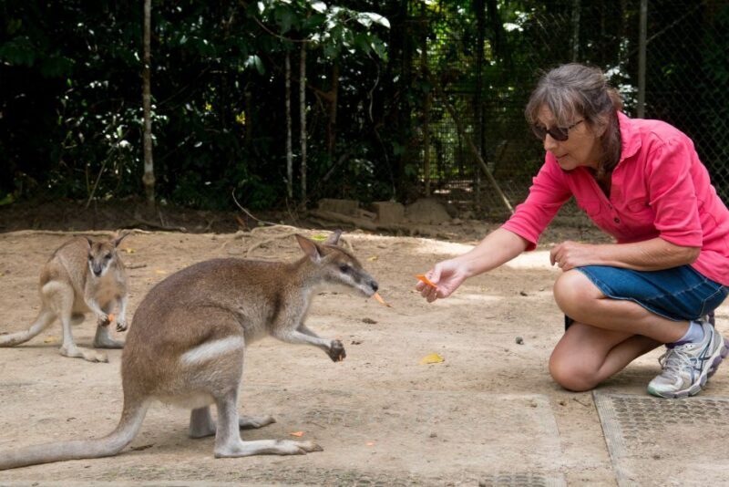 From Cairns: Daintree Rainforest & Cape Tribulation 4WD Tour - Who is This Tour Best For?