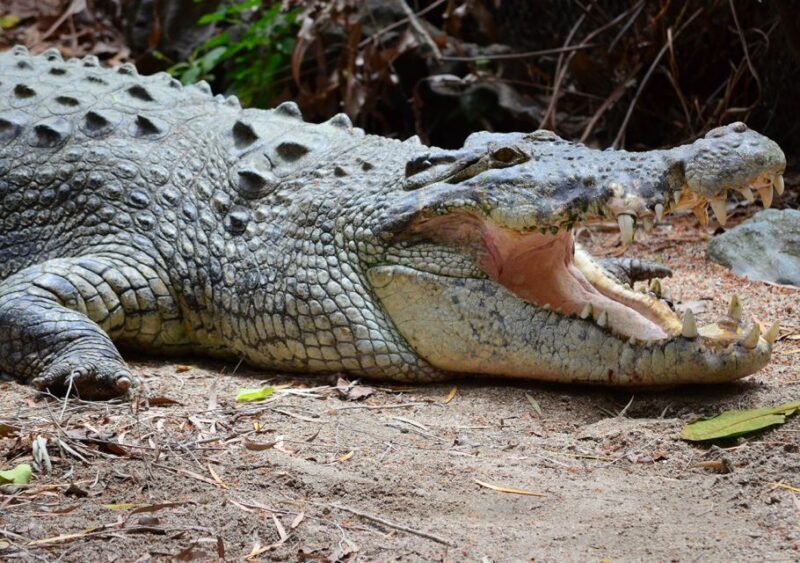 From Cairns: Daintree Wilderness & Cape Tribulation Bus Tour - Refreshments and Reflection