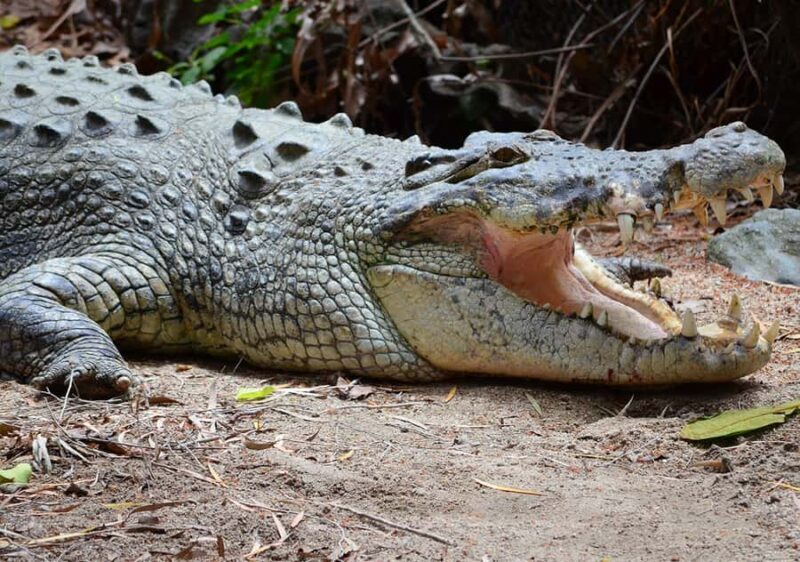 From Cairns: Daintree Wilderness & Cape Tribulation Bus Tour - Is This Tour Good Value?
