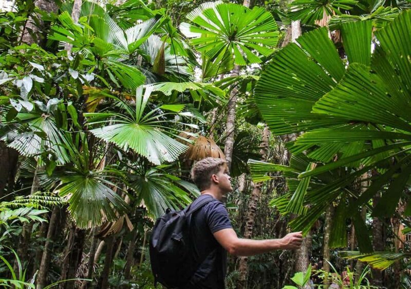 From Cairns: Daintree Wilderness & Cape Tribulation Bus Tour - Final Thoughts: Who Will Love This Tour?
