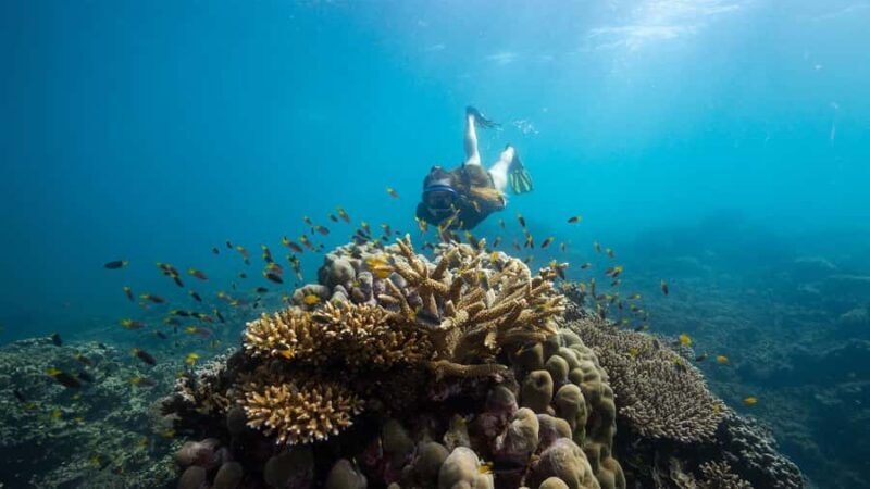 From Cairns: Frankland Island All-Inclusive Day Tour - Diving Into the Details: Why This Tour Works for Travelers