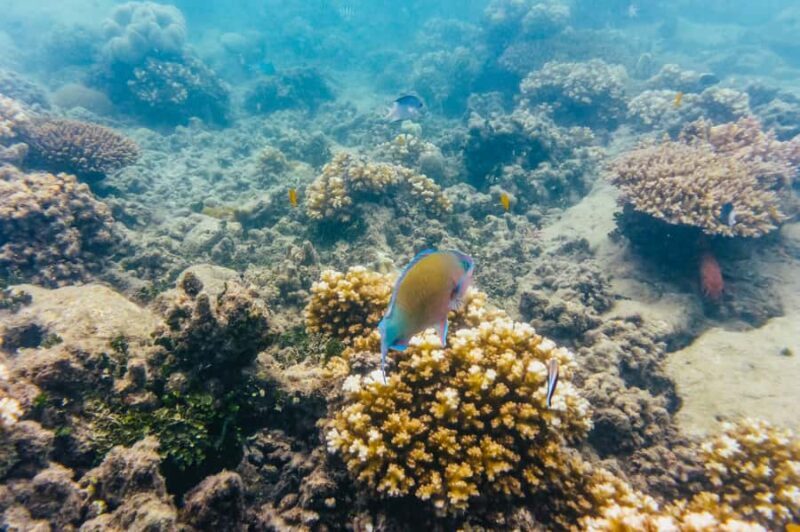 From Cairns: Green Island Full-Day Cruise - How the Tour Works: From Start to Finish