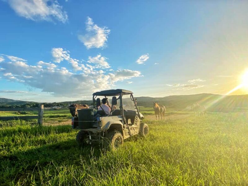 From Cairns: Kuranda Day Trip with Petting Zoo and Quad Ride - Authentic Encounters and the Human Touch