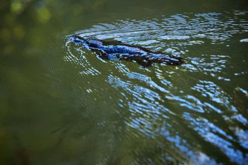 From Cairns: Rainforest & Nocturnal Wildlife Tour - Key Points