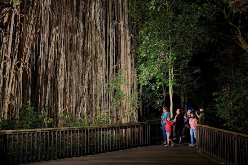 From Cairns: Rainforest & Nocturnal Wildlife Tour - An In-Depth Look at the Experience