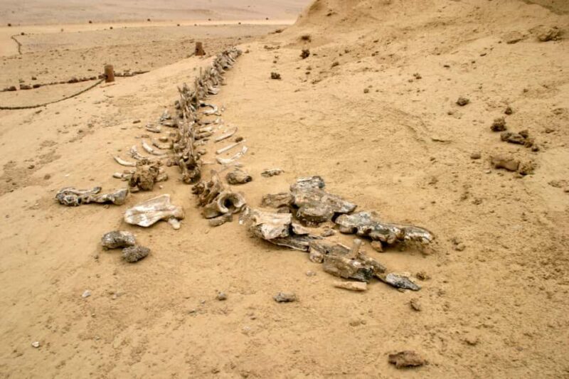From Cairo: El Fayoum Private Day Trip with Lunch - Potential Drawbacks & Considerations