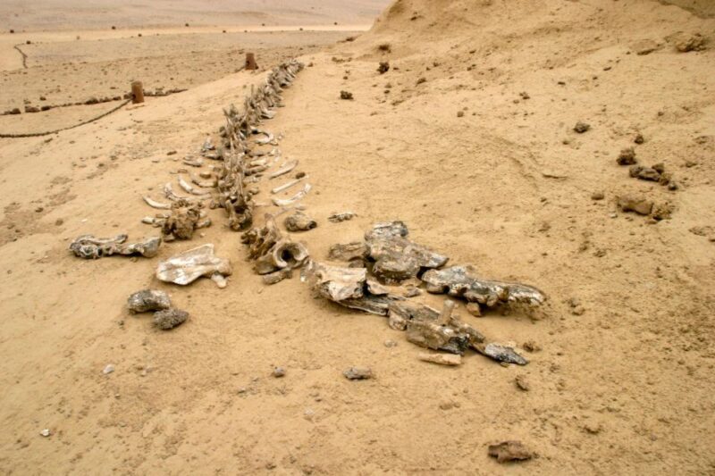 From Cairo: El Fayoum Private Day Trip with Lunch - Who Will Love This Tour?