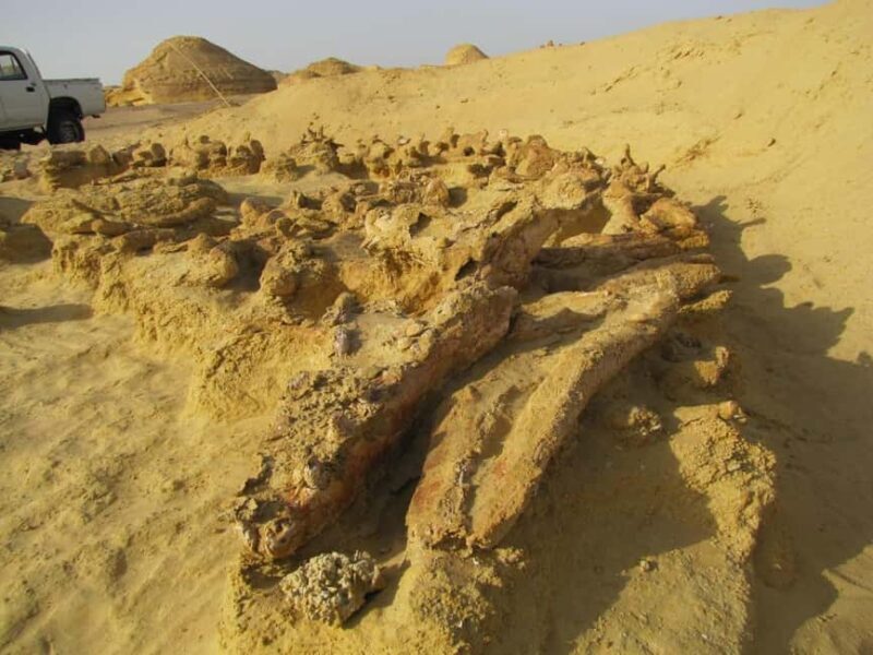 From Cairo: Full-Day Tour To El Fayoum - Final Thoughts
