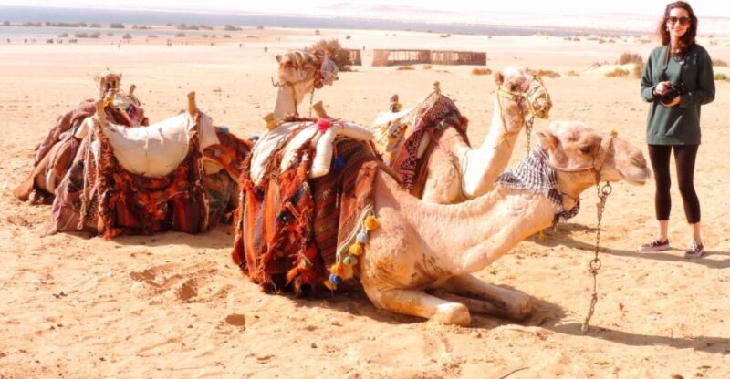 From Cairo : Overnight Camping Adventure in El-Fayoum Oasis - A Practical Look at the Tour Itinerary