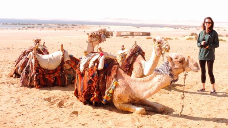 From Cairo : Overnight Camping Adventure in El-Fayoum Oasis - What the Experience Means for You
