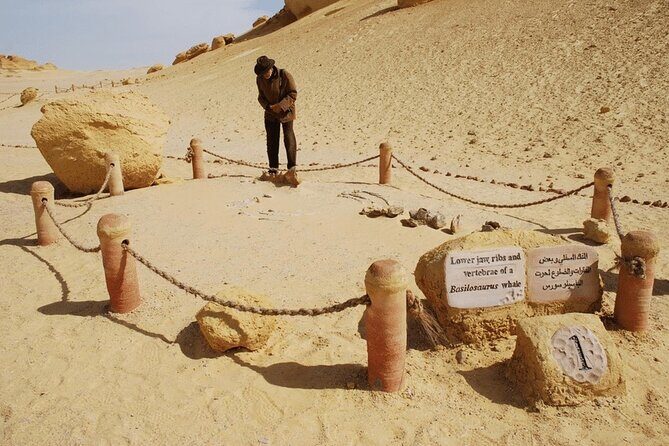 From Cairo to Whales Valley and Wadi El Rayan Waterfalls - What Travelers Say